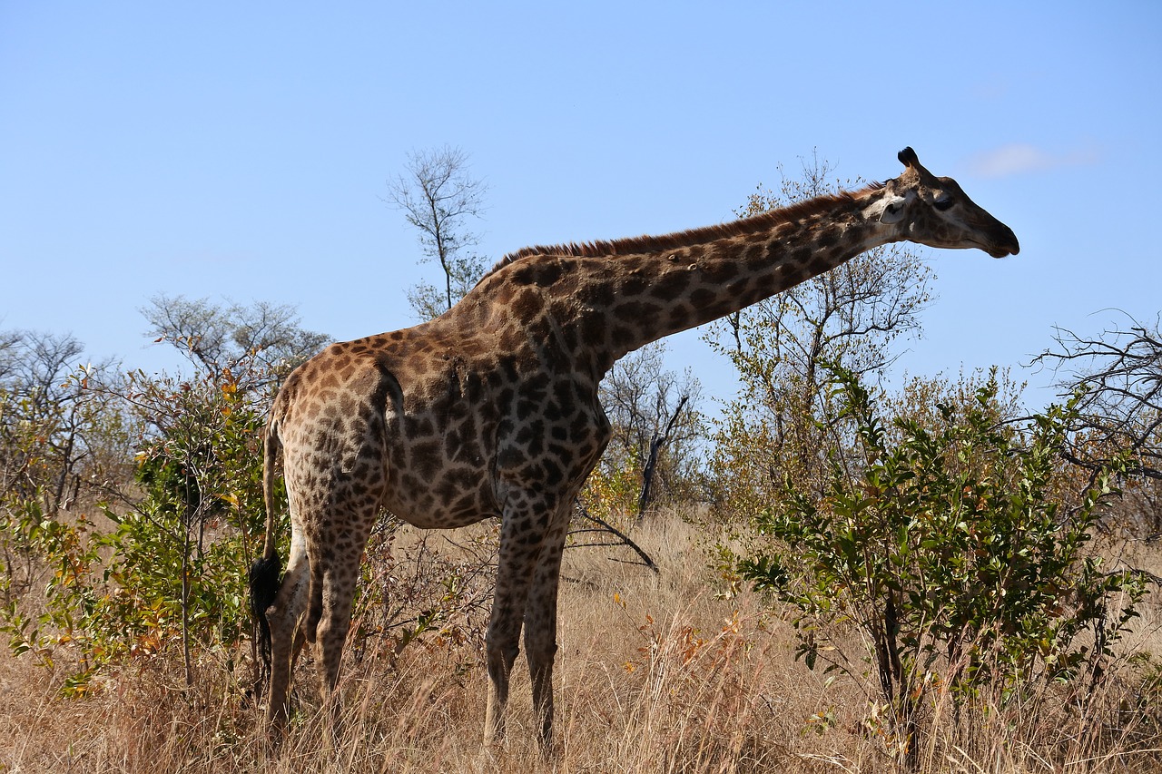 giraffe safari wild free photo