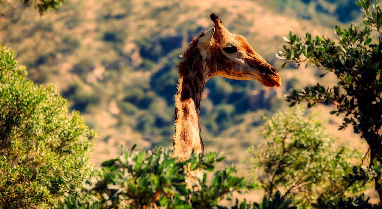 giraffe animal wildlife free photo