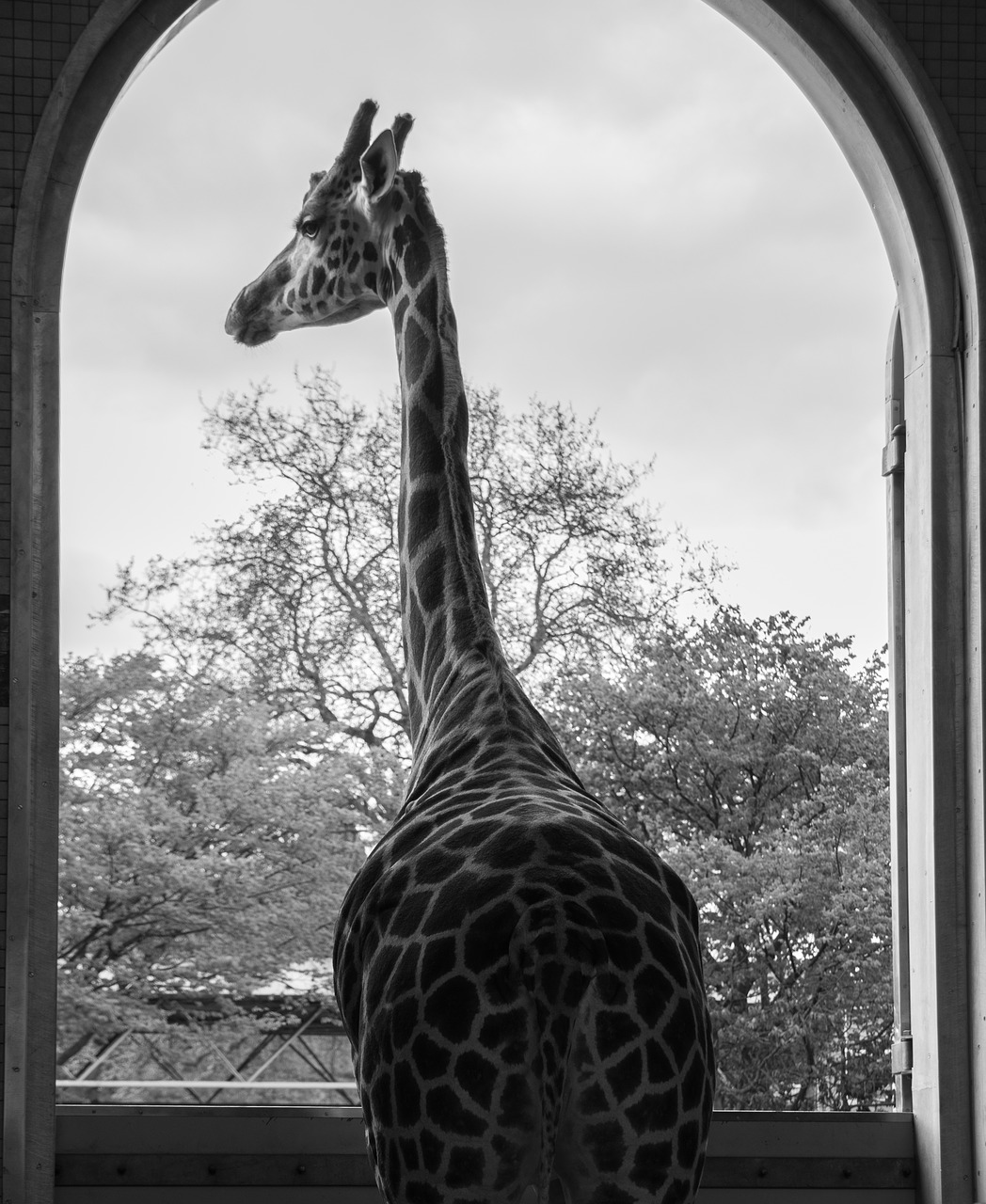 giraffe london zoo animal free photo