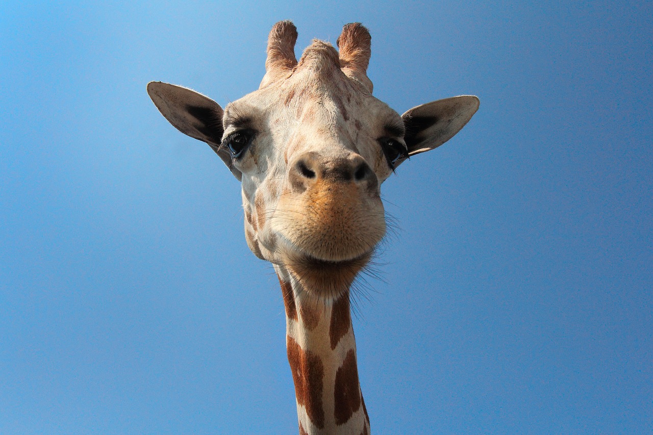 giraffe animal woods free photo