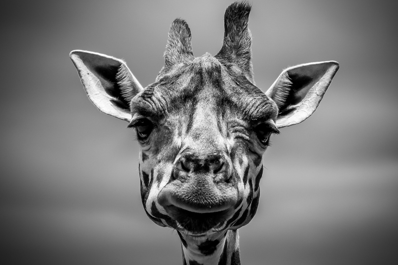 giraffe animal woods free photo