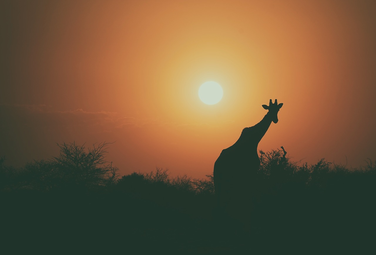 giraffe animal wildlife free photo