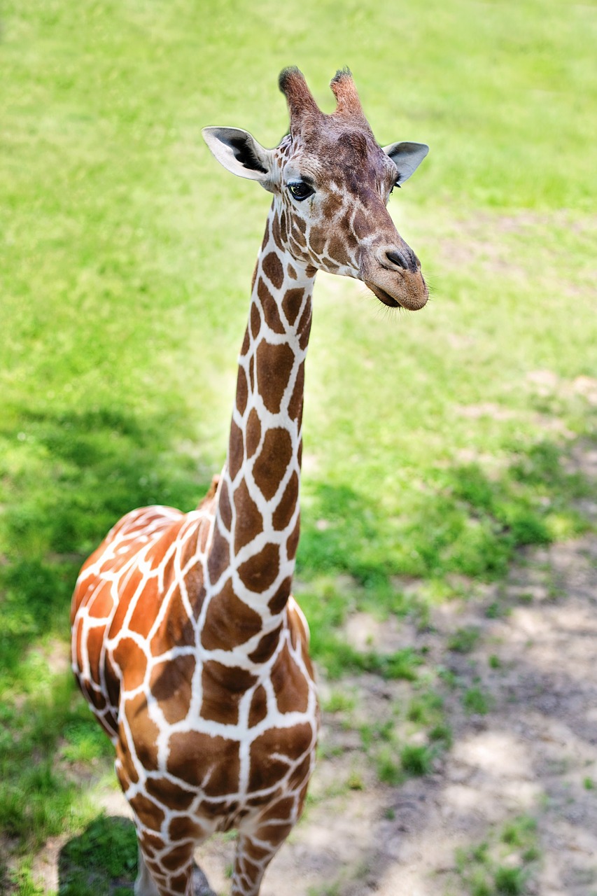 giraffe baby giraffe zoo free photo