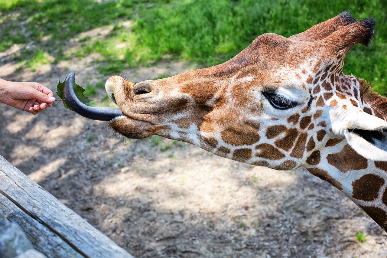 giraffe eating feeding free photo
