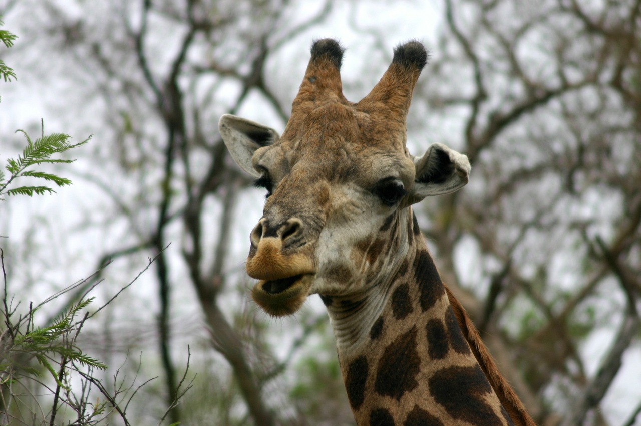 giraffe safari south africa free photo
