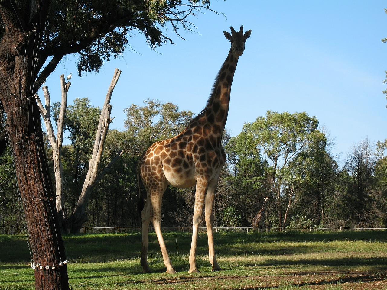 giraffe animal wild free photo