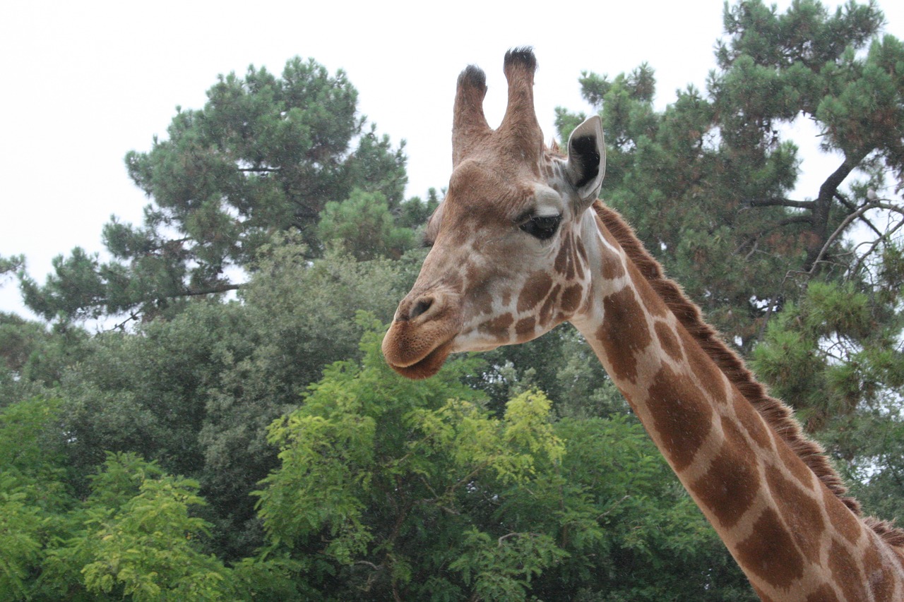 giraffe tree nature free photo