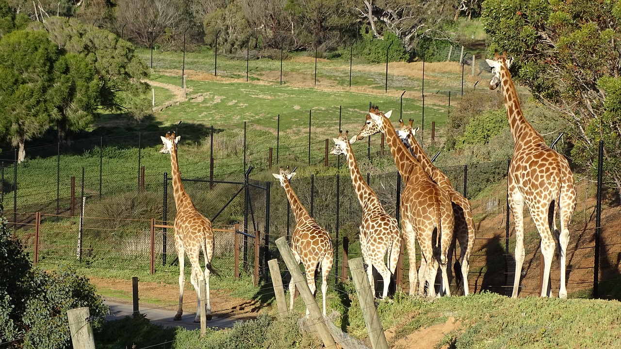 giraffe mammal savanna free photo