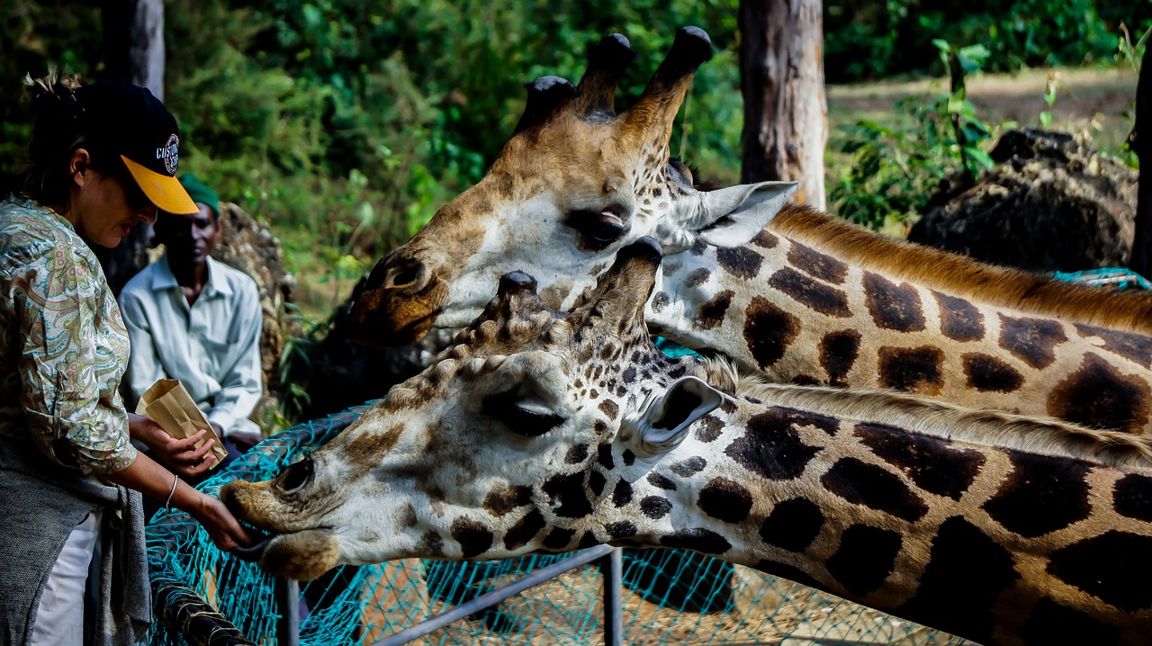 giraffe wild feeding free photo