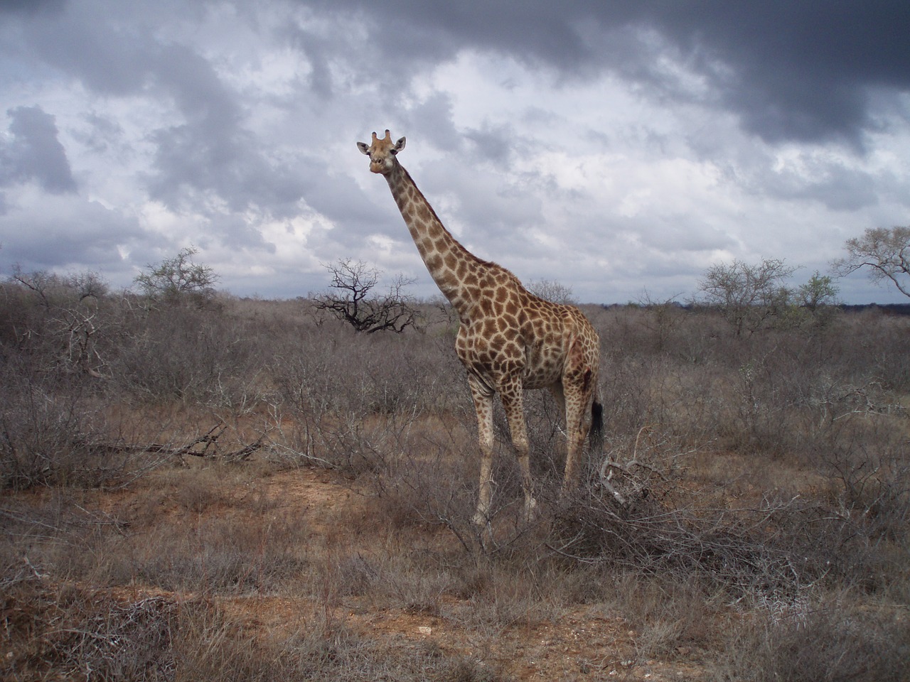 giraffe south africa wild free photo