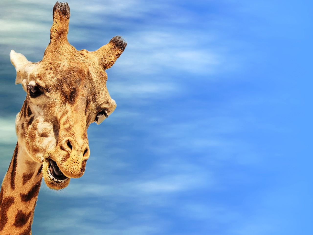 giraffe greeting card sky free photo