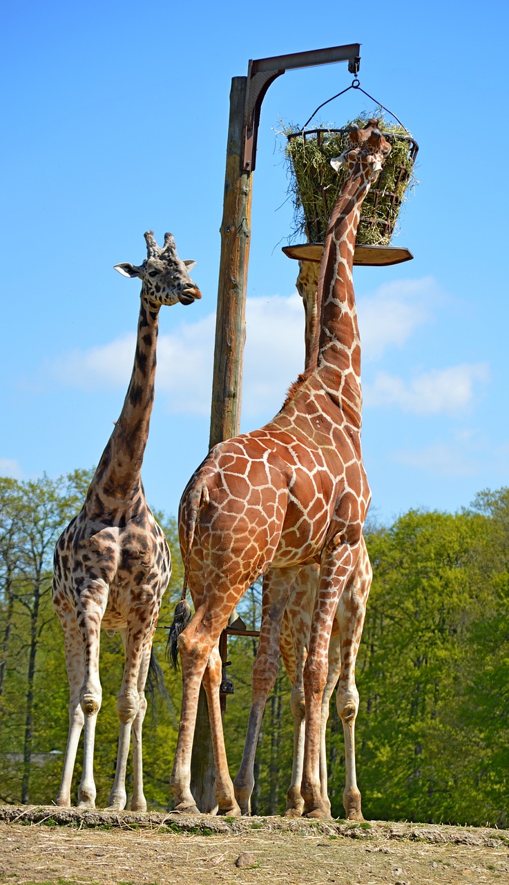 giraffe nature zoo free photo