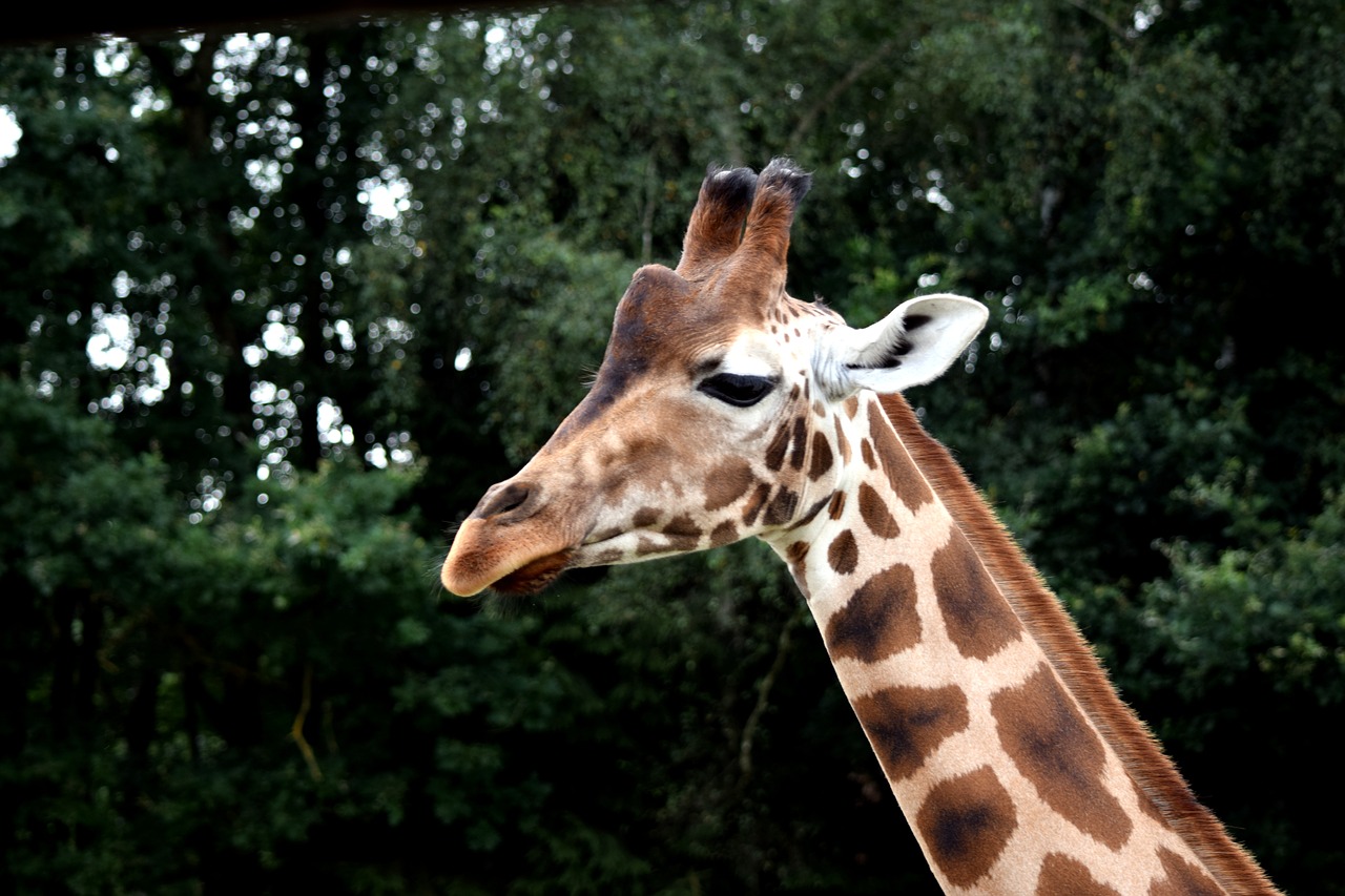 giraffe wild animal large free photo