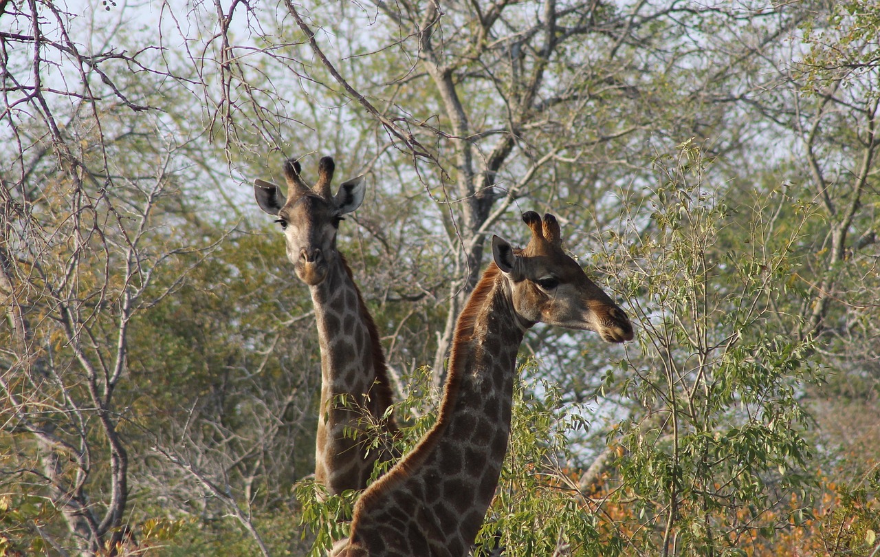 giraffe africa safari free photo