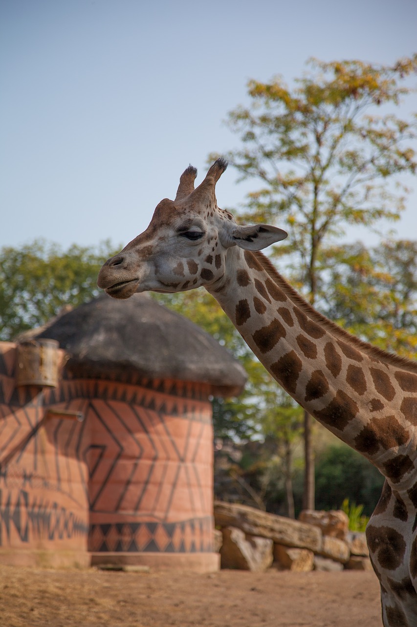 giraffe animal africa free photo