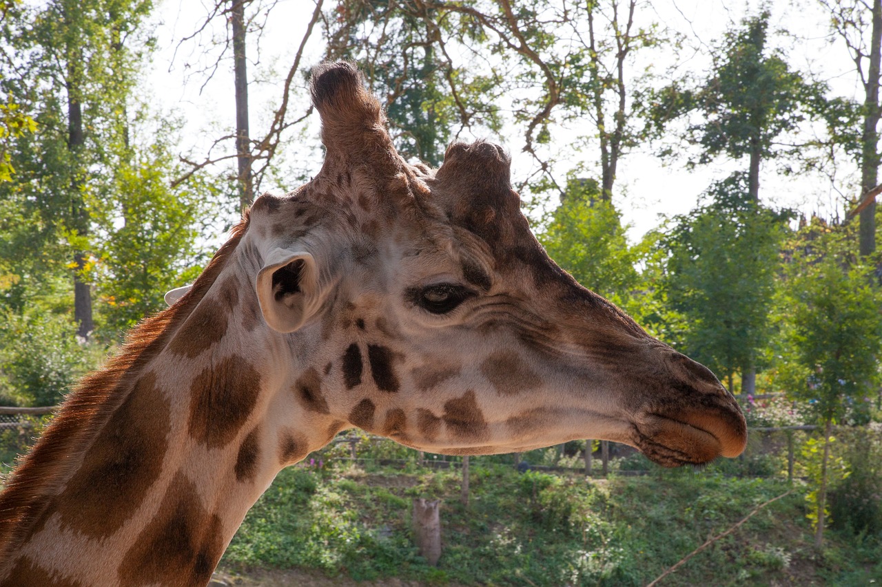 giraffe animal nature free photo