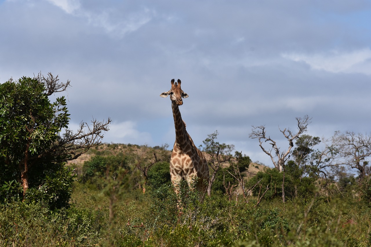 giraffe south africa wild free photo