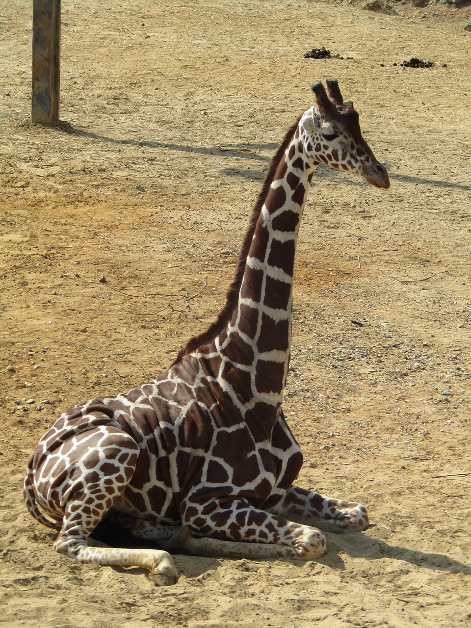 giraffe sitting zoo free photo