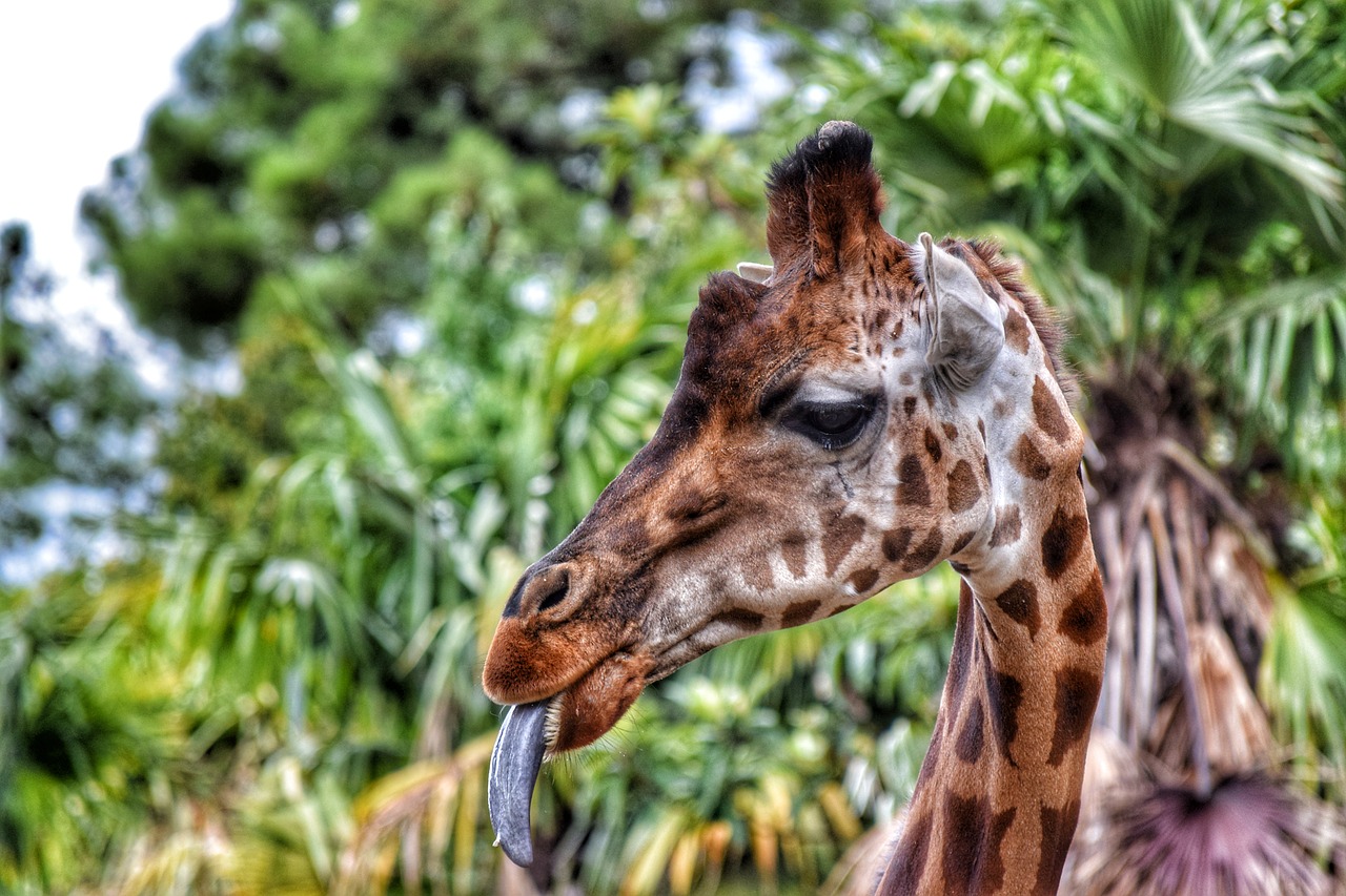 giraffe giraffes animal free photo