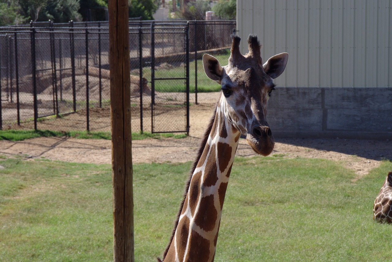 giraffe long neck safari free photo
