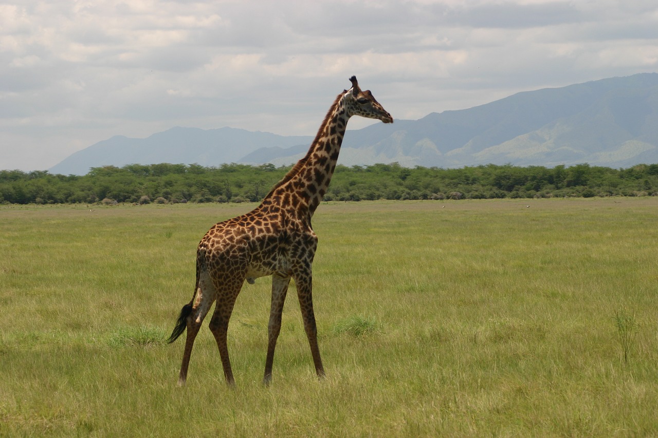 giraffe tanzania africa free photo