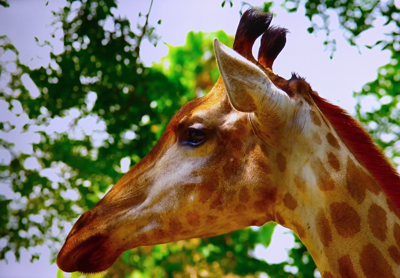 giraffe zoo garden free photo