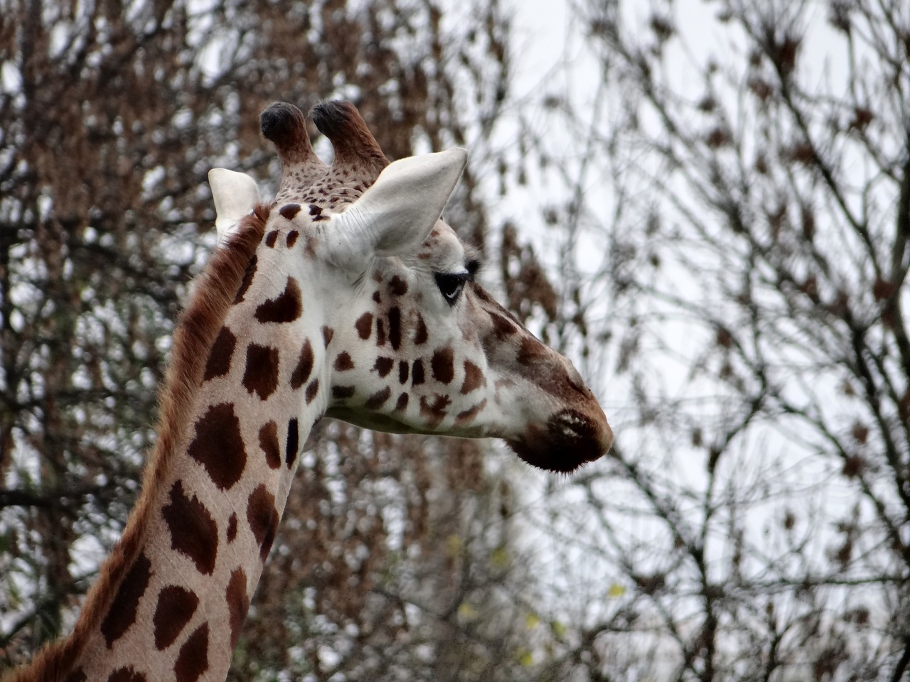 giraffe nature tanzania free photo