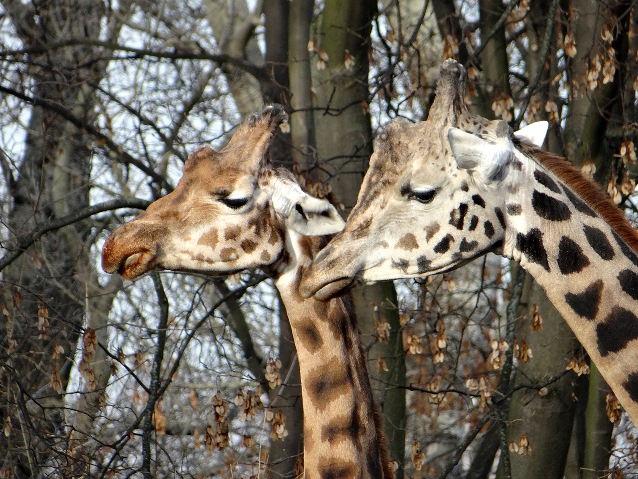 giraffe nature tanzania free photo