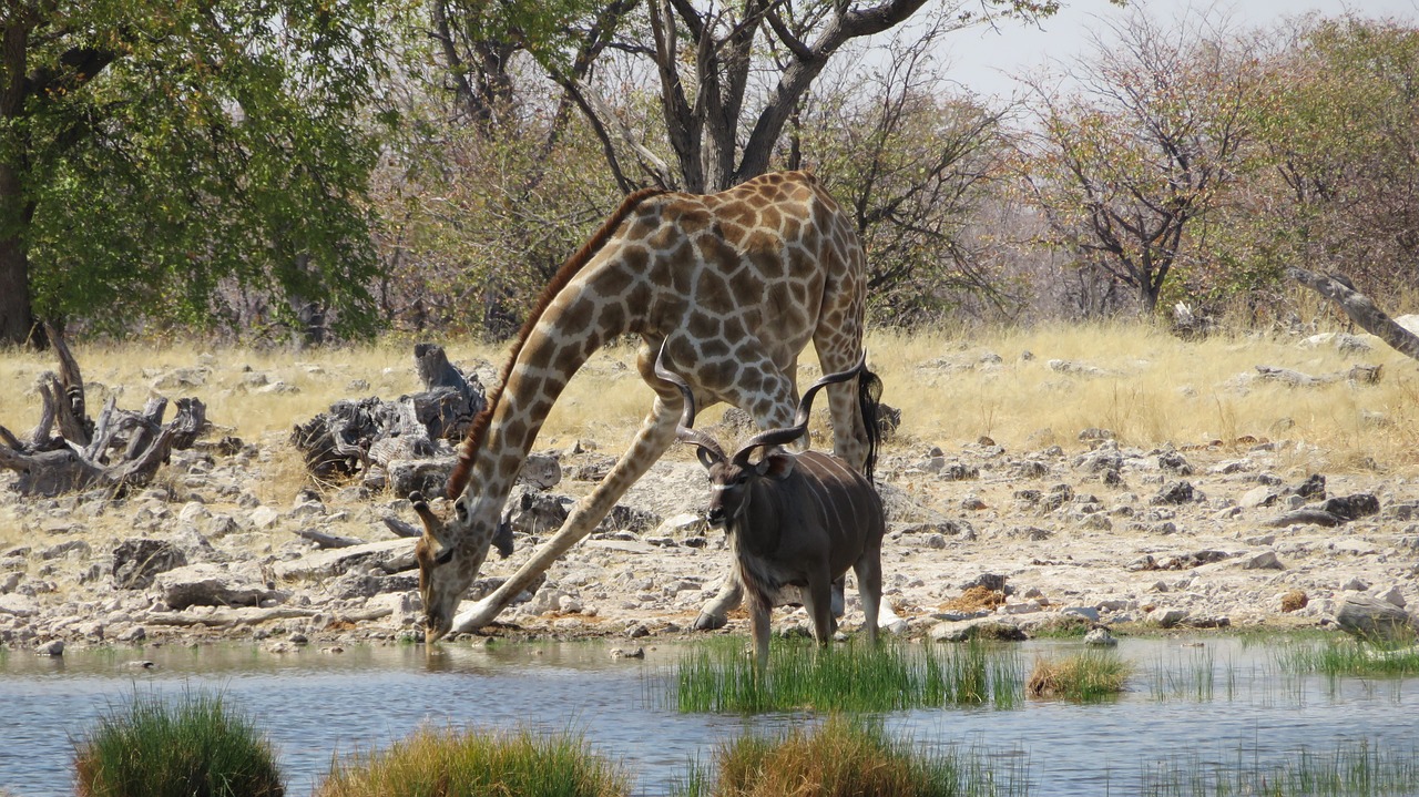 giraffe kudu drunk free photo