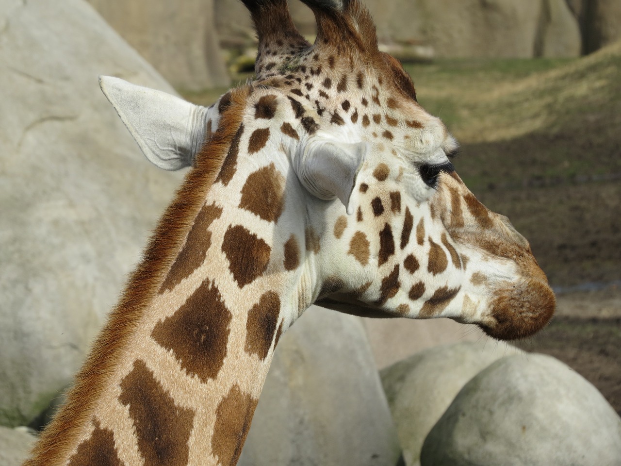 giraffe animal mammal free photo