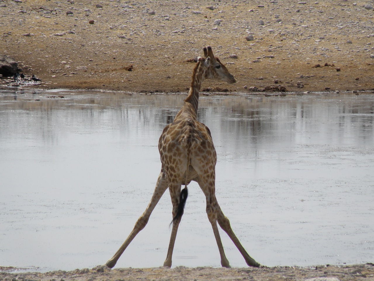 giraffe namibia travel free photo