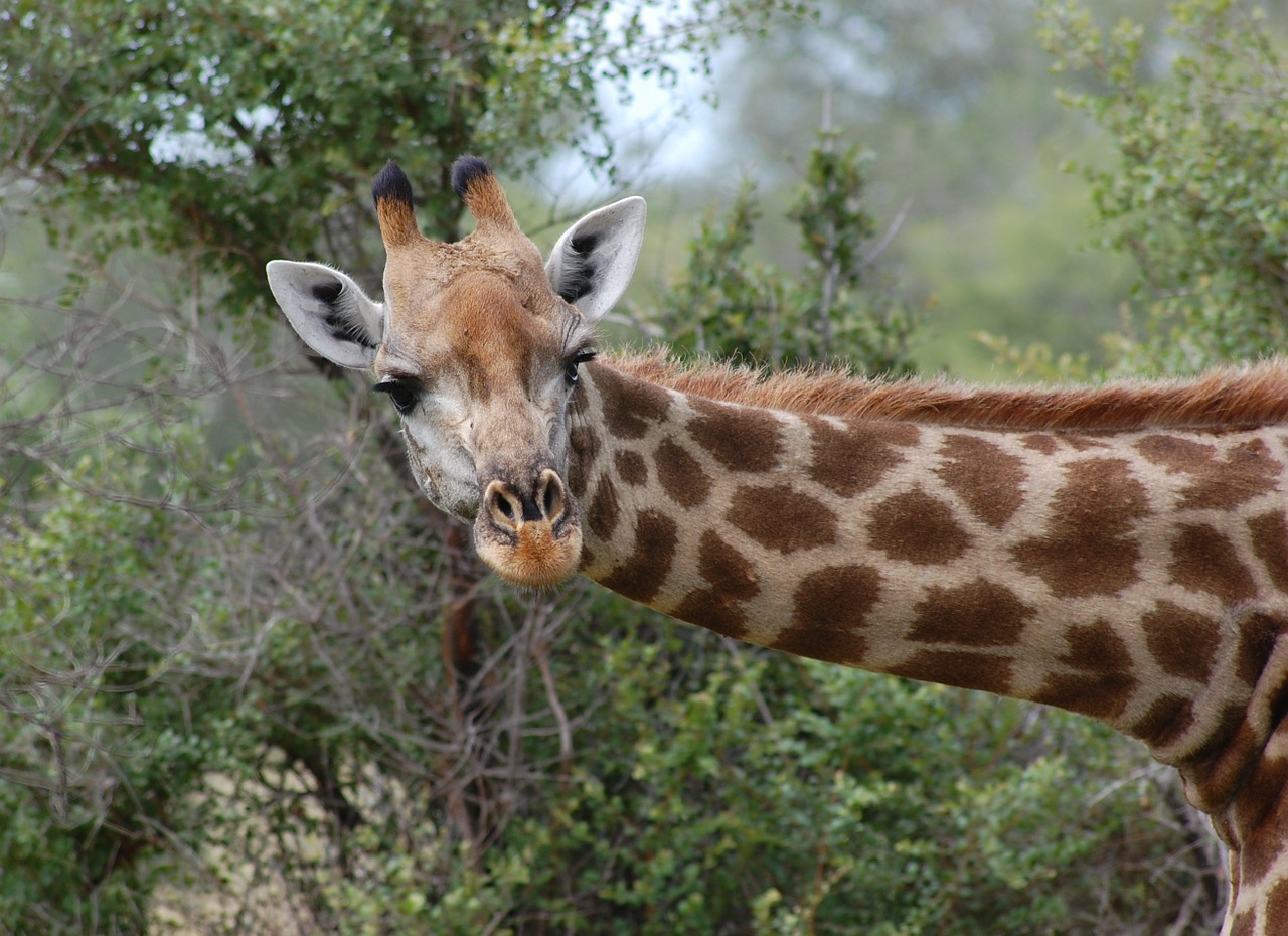 giraffe safari nature free photo