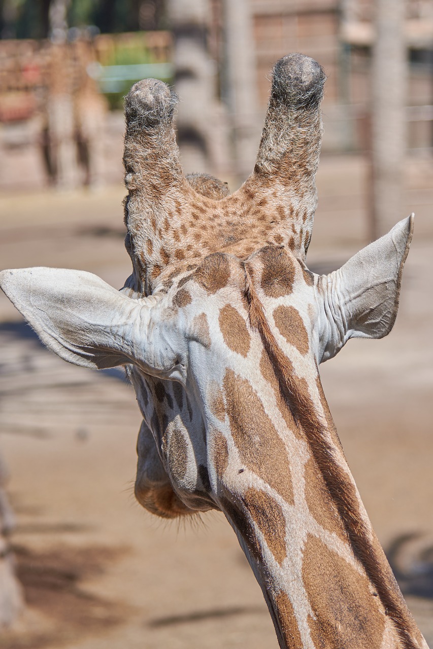 giraffe head large free photo