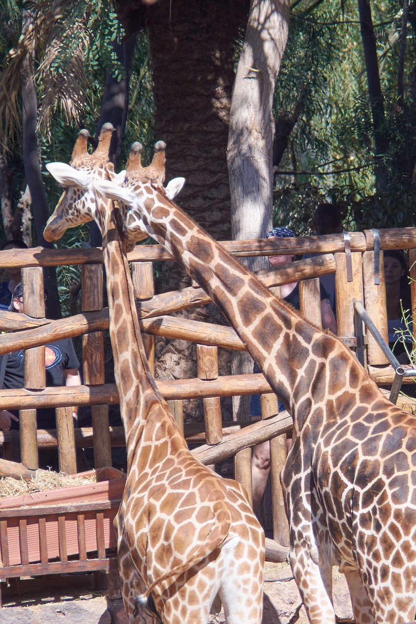 giraffe giraffes love free photo