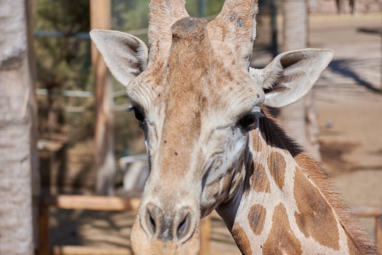 giraffe head large free photo