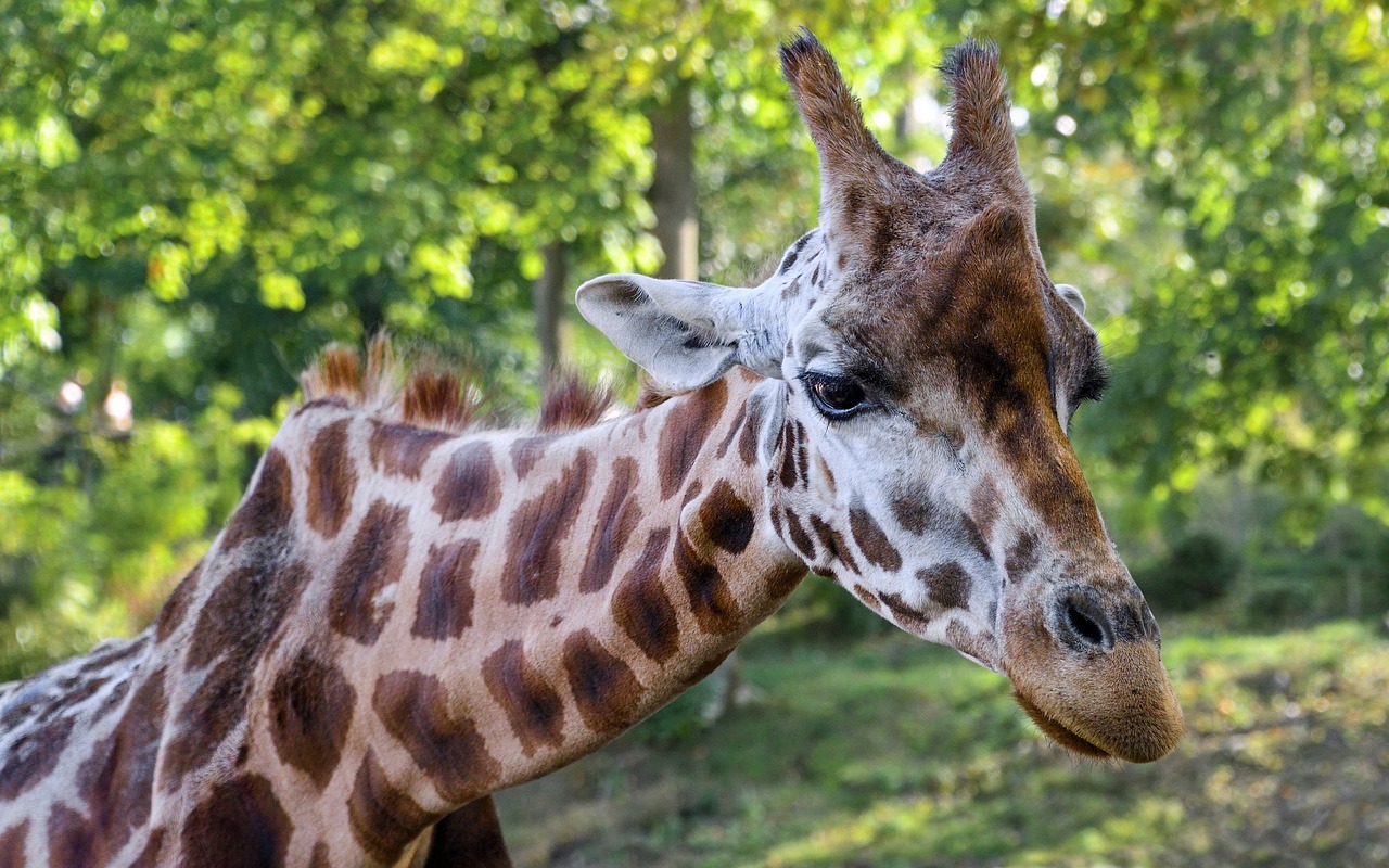 giraffe head neck free photo