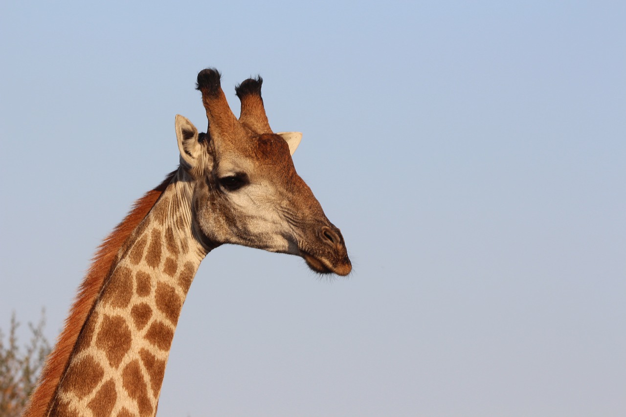 giraffe wildlife safari free photo