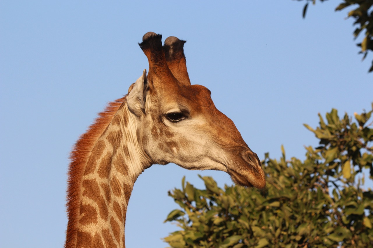 giraffe africa kruger free photo