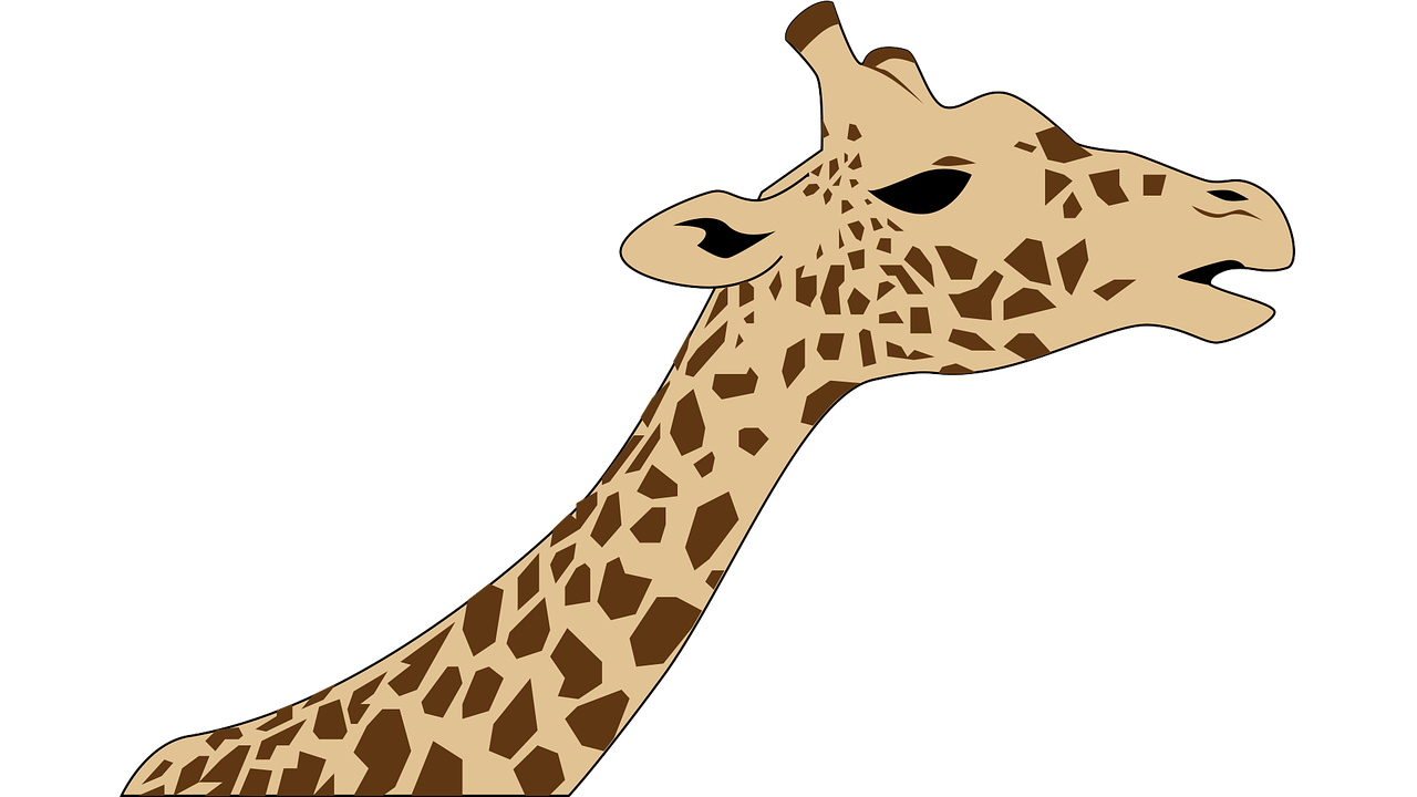 giraffe safari zoo free photo