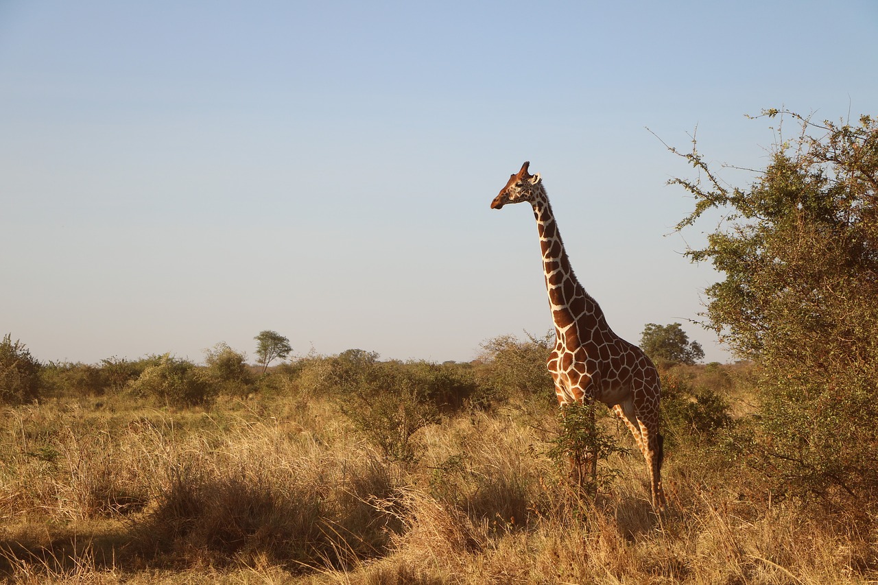 giraffe wildlife safari free photo