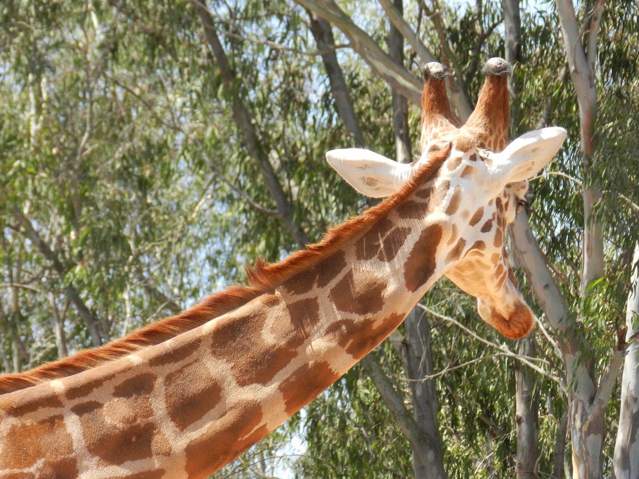 giraffe zoo animal free photo