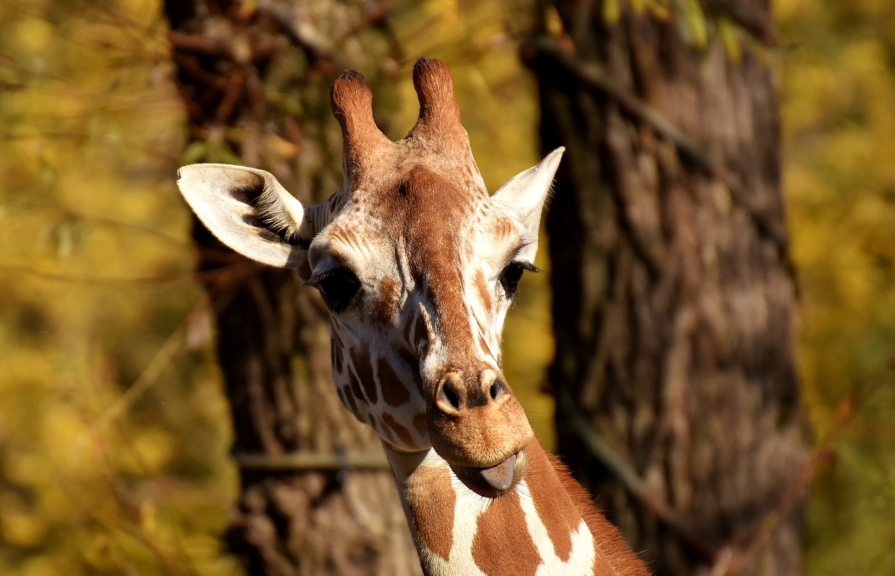 giraffe zoo animal free photo