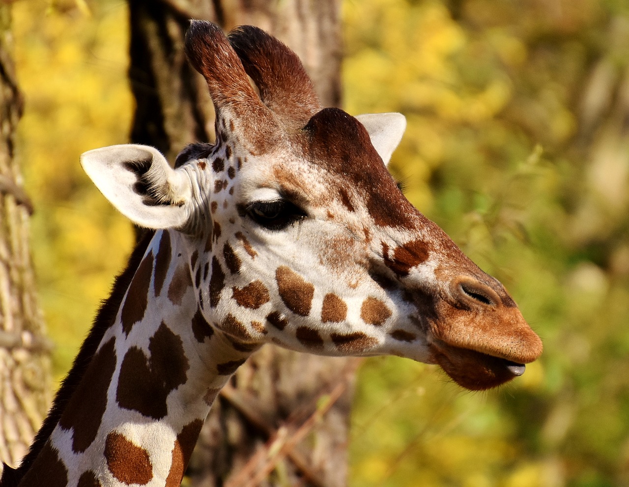 giraffe zoo animal free photo