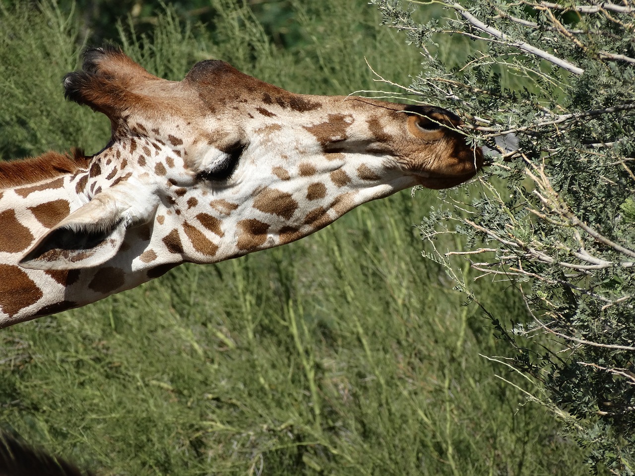 giraffe animal zoo free photo