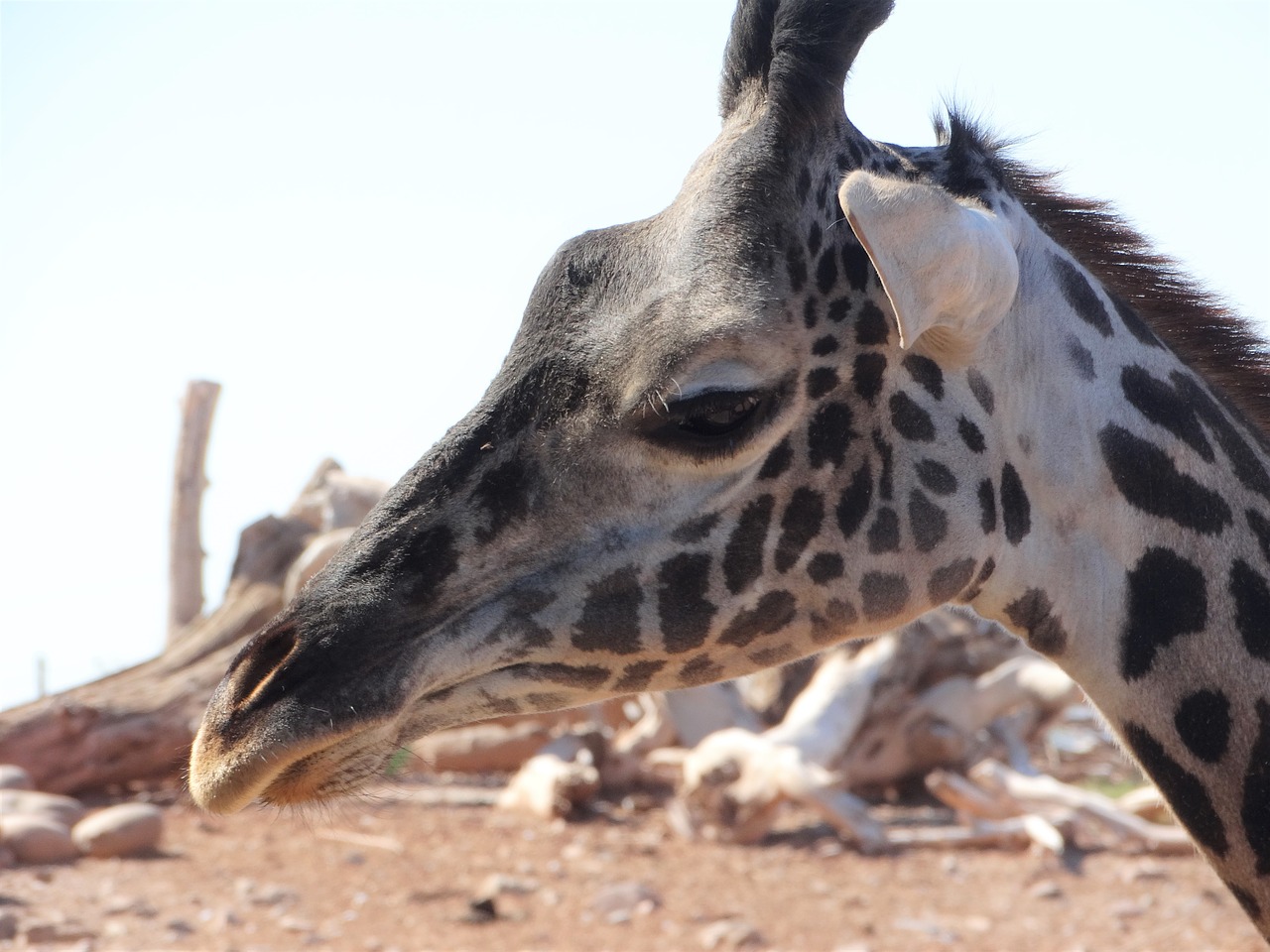 giraffe africa zoo free photo