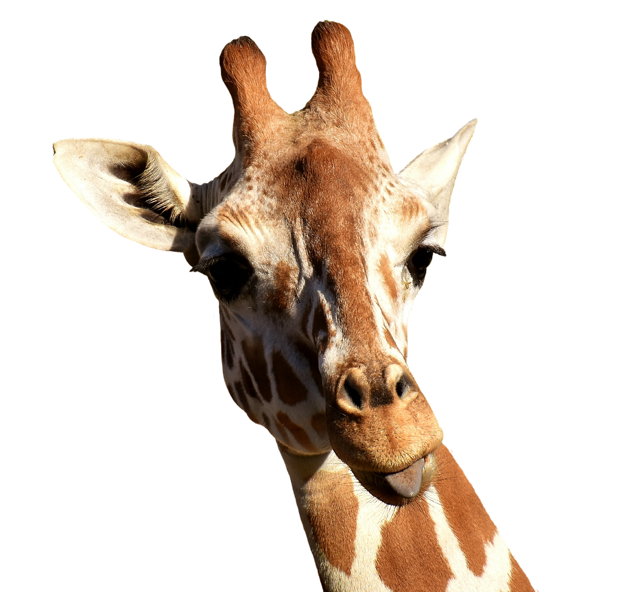 giraffe cheeky stick out tongue free photo