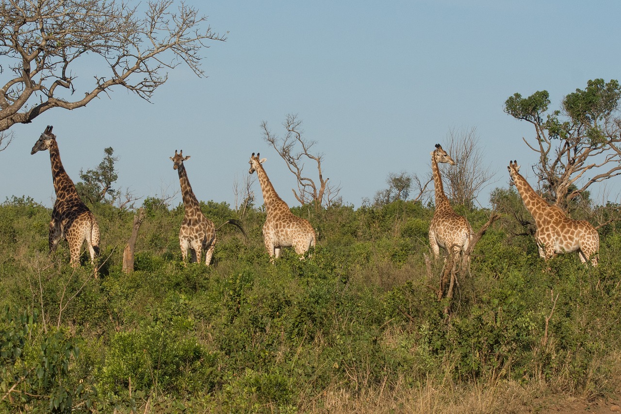 giraffe kwazulu natal africa free photo