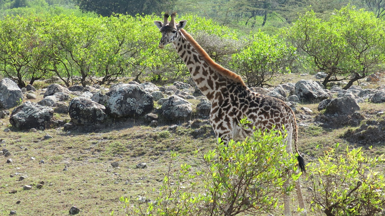 giraffe national park tanzania free photo