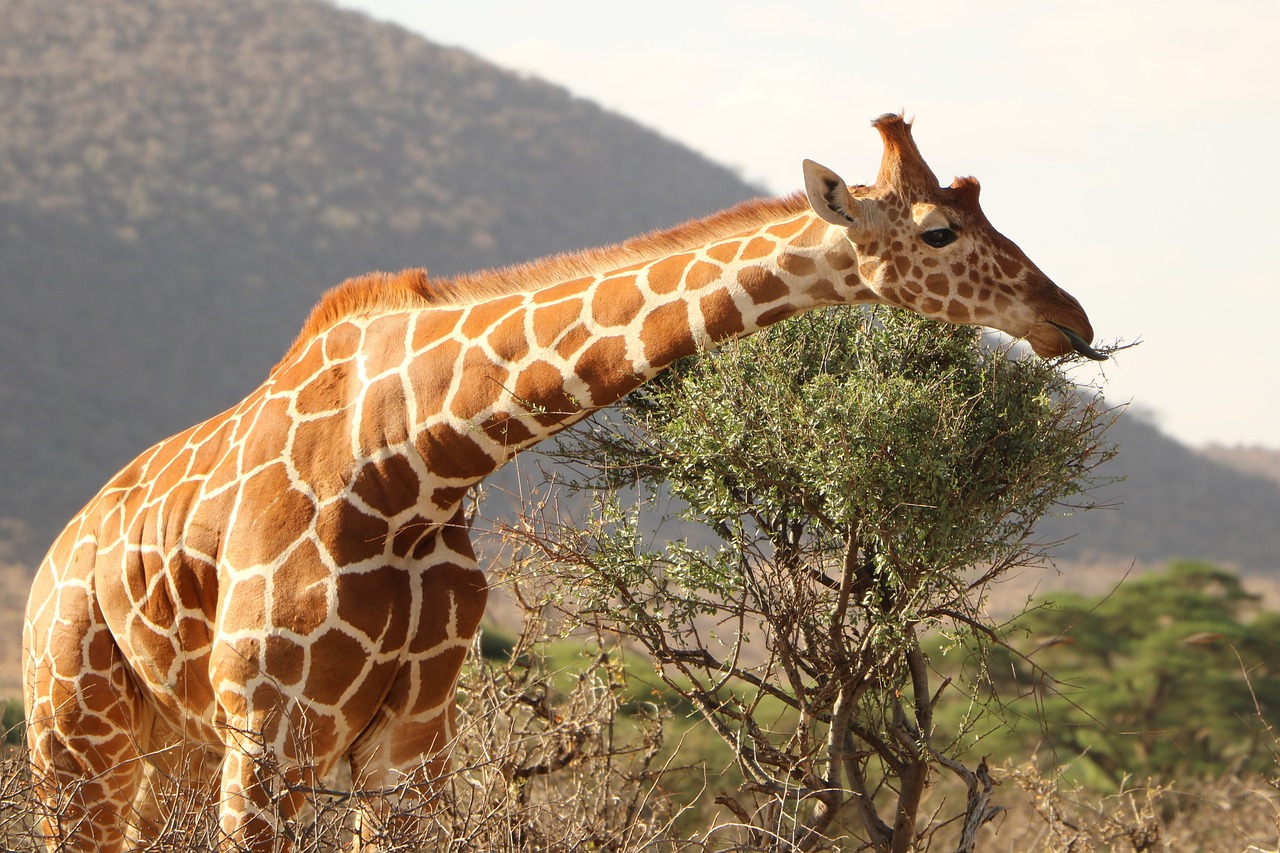 giraffe safari animal free photo