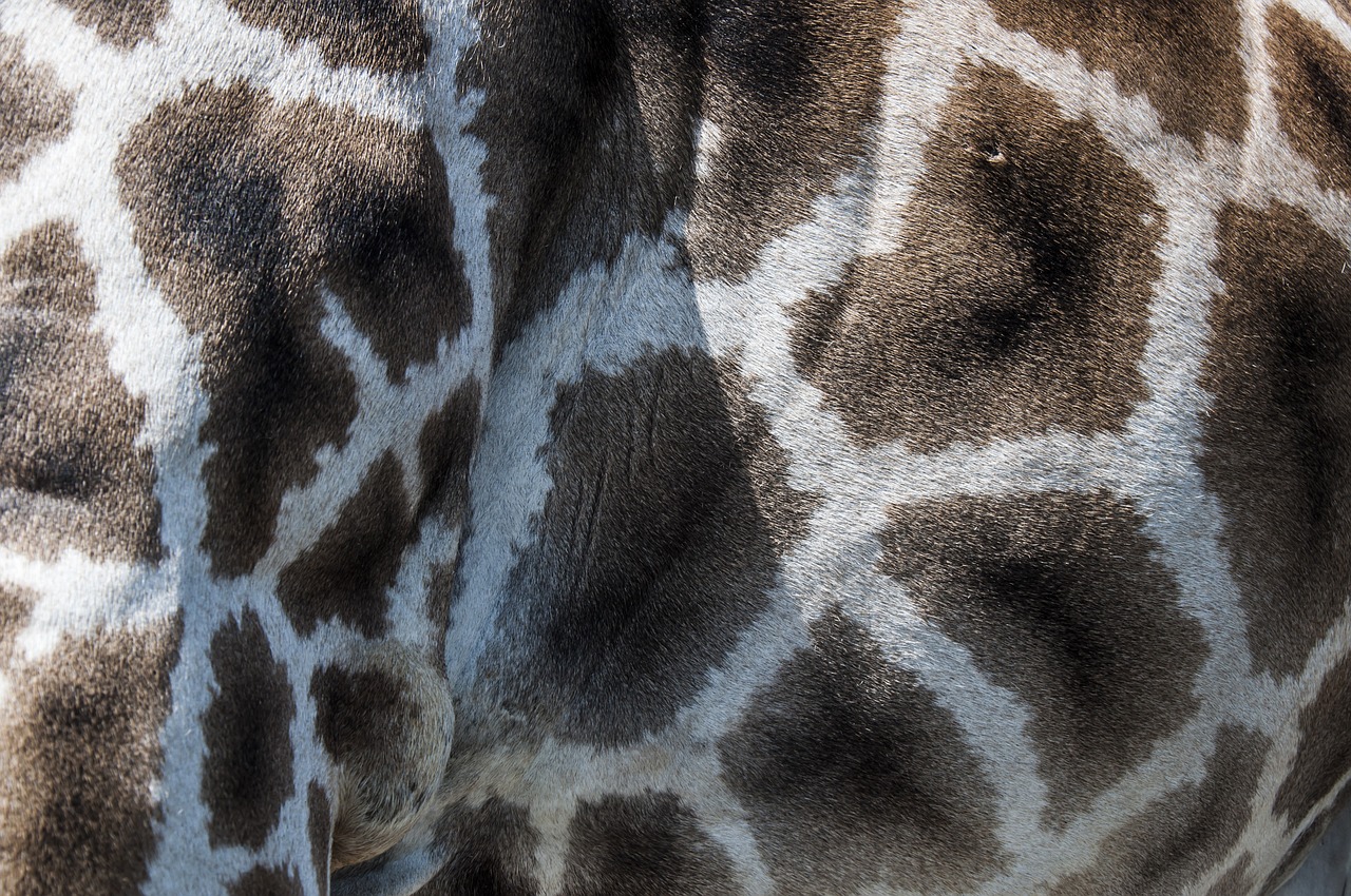 giraffe fur pattern free photo